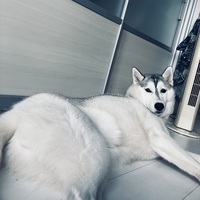 大型犬の部屋の画像