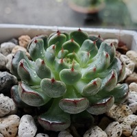 多肉大好き🌵🌿の画像