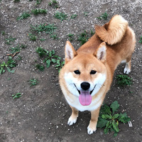 保護猫や保護犬を迎えたい人の画像