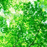 インストゥルメンタルが好きの画像