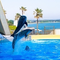 イルカ好きの画像