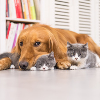 犬・猫カフェ一緒に行きたいの画像