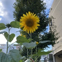 向上心のある人が好き✨の画像