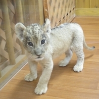 猛獣の赤ちゃんと触れあいたい♡の画像