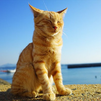 動物の島（相島、大久野島等）へ行きたいの画像